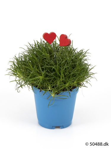 Sagina 5,5 cm Hearts