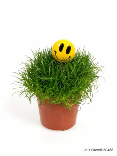 Sagina 5,5 cm Stick Smiley
