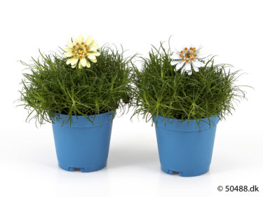 Sagina 5,5 cm Flower