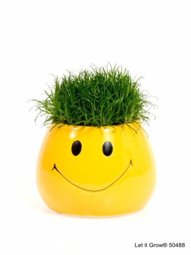 Sagina 5,5 cm Smiley pot
