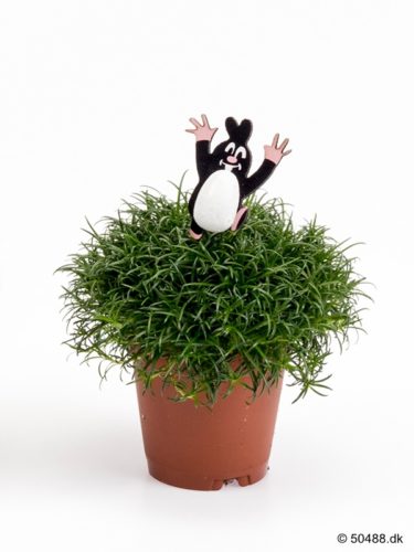 Sagina MOLE