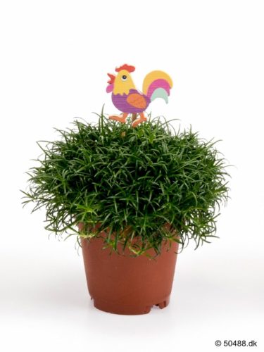Sagina ROOSTER