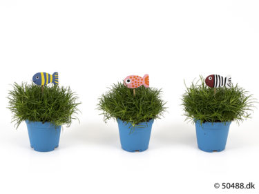 Sagina 5,5 cm Fish
