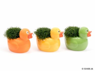 Sagina in Ceramic Duck