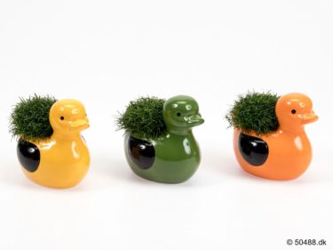 Sagina in Ceramic Duck