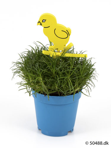 Sagina 5,5 cm Chicken