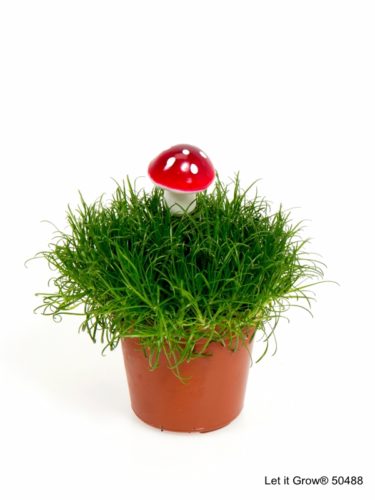Sagina 5,5 cm Mushroom