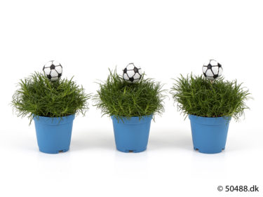 Sagina 5,5 cm Football